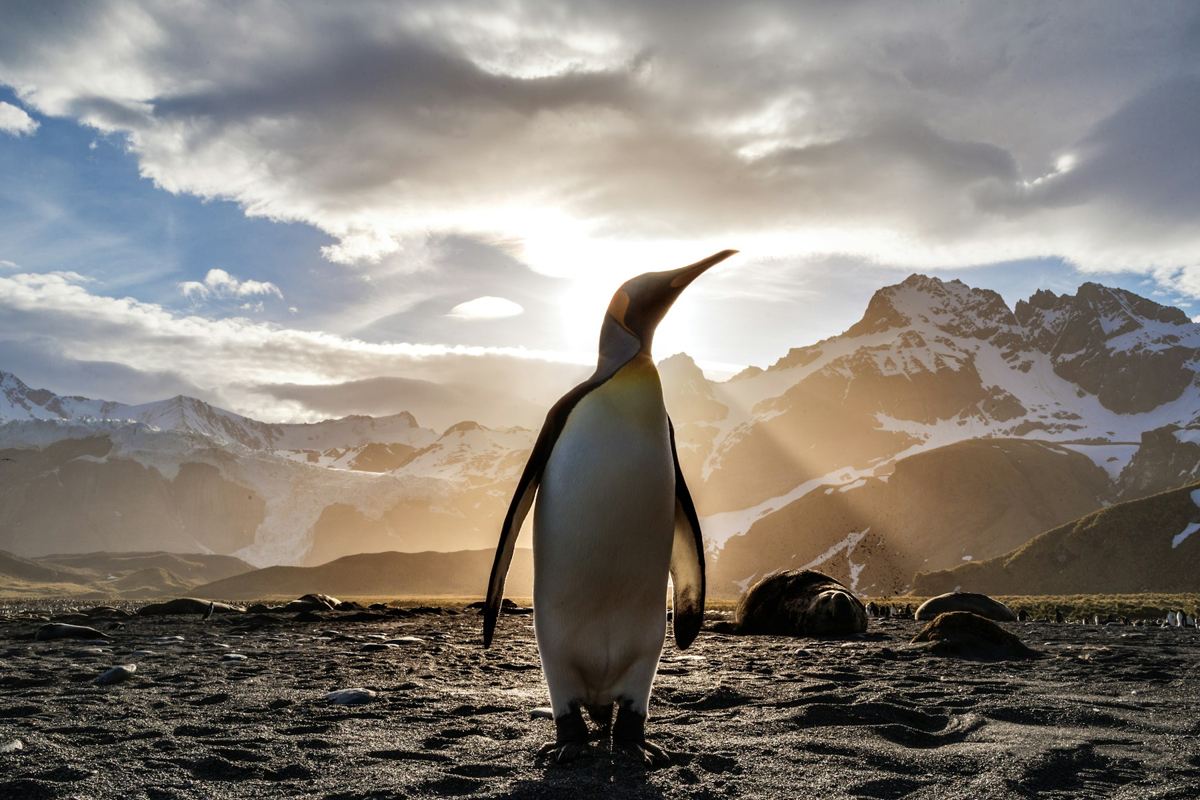 Antarctica destination scenery
